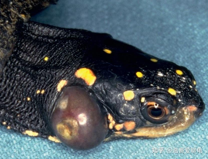 宠物龟常见病诊断和治疗系列5中耳炎