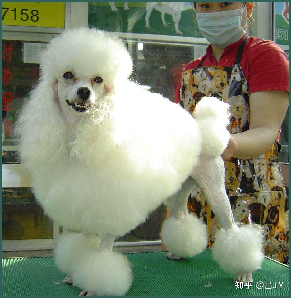 为什么白色贵宾都长的一毛一样? - 知乎