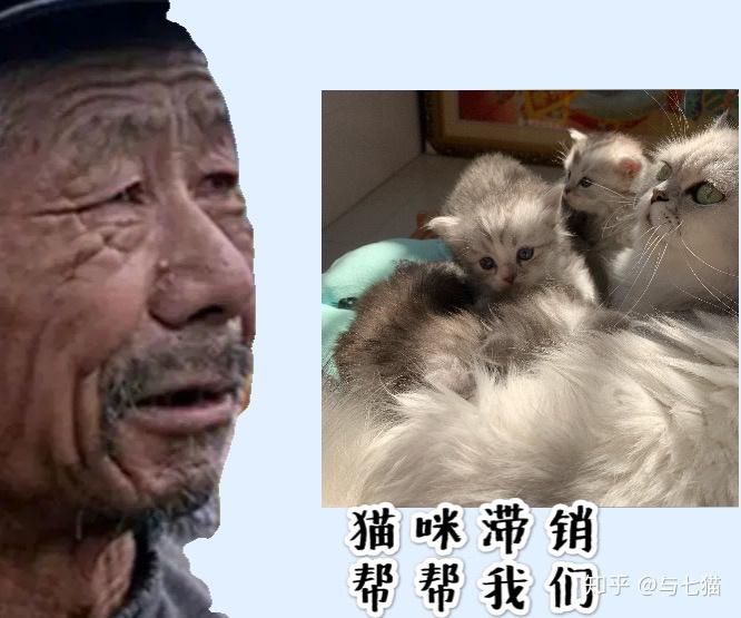 猫咪滞销,帮帮我们!