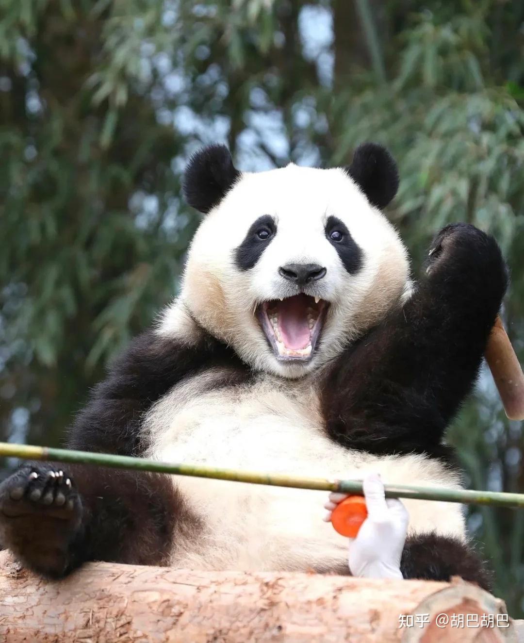 大熊猫福宝表情包可爱图片 福宝搞笑表情包图片_配图网