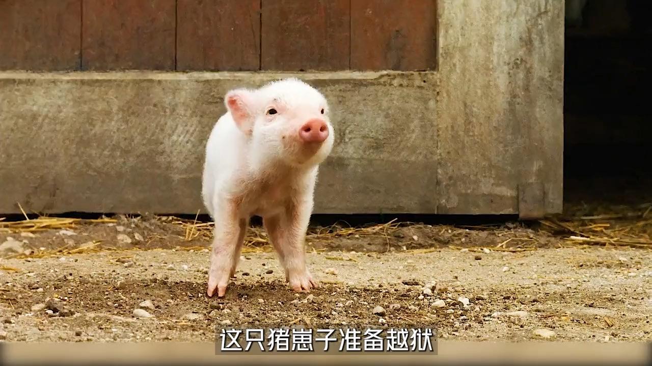 猪都成为明星了因为会写字引来世界各地的人围观夏洛克的网