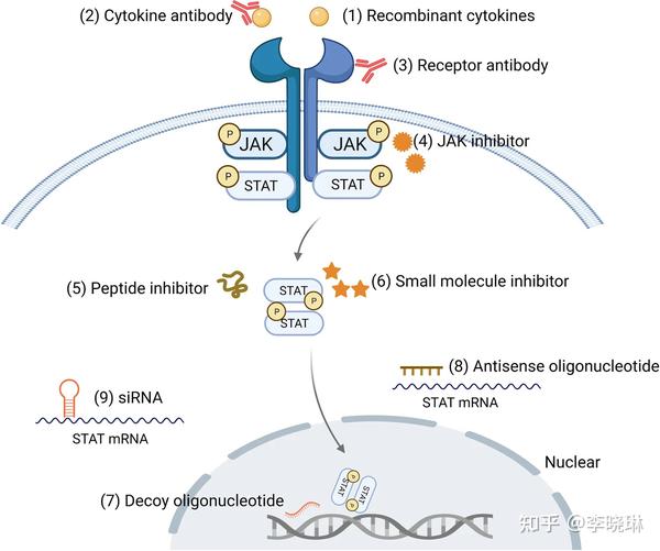 JAKSTAT 信号通路 知乎