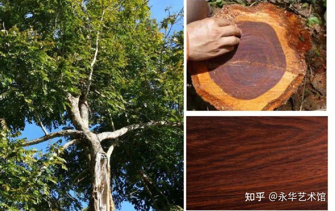 进阶红木收藏指南|交趾黄檀·大木为器 - 知乎