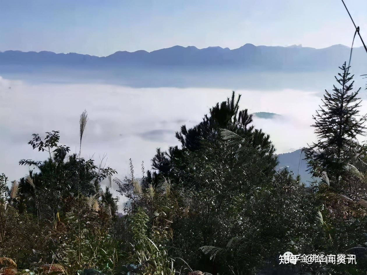 位於重慶市南川區楠竹山鎮鍋廠村的金佛山車釐子基地,果農們忙碌的