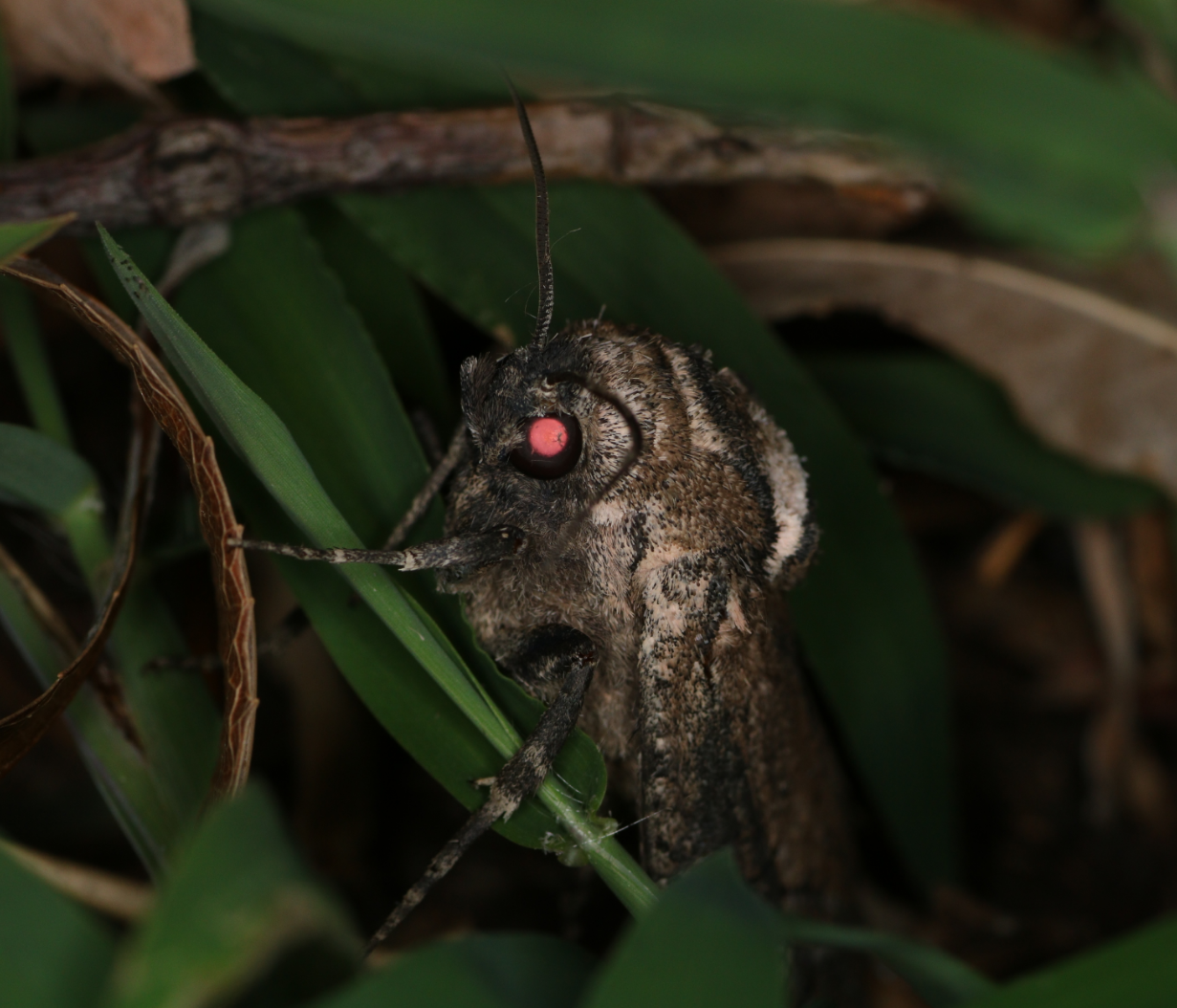 如何区分各种蛾类比如夜蛾螟蛾灯蛾毒蛾尺蛾等各种蛾