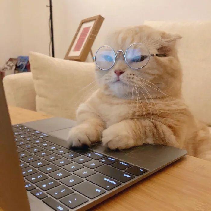 关于猫猫玩电脑的微信头像有哪些?