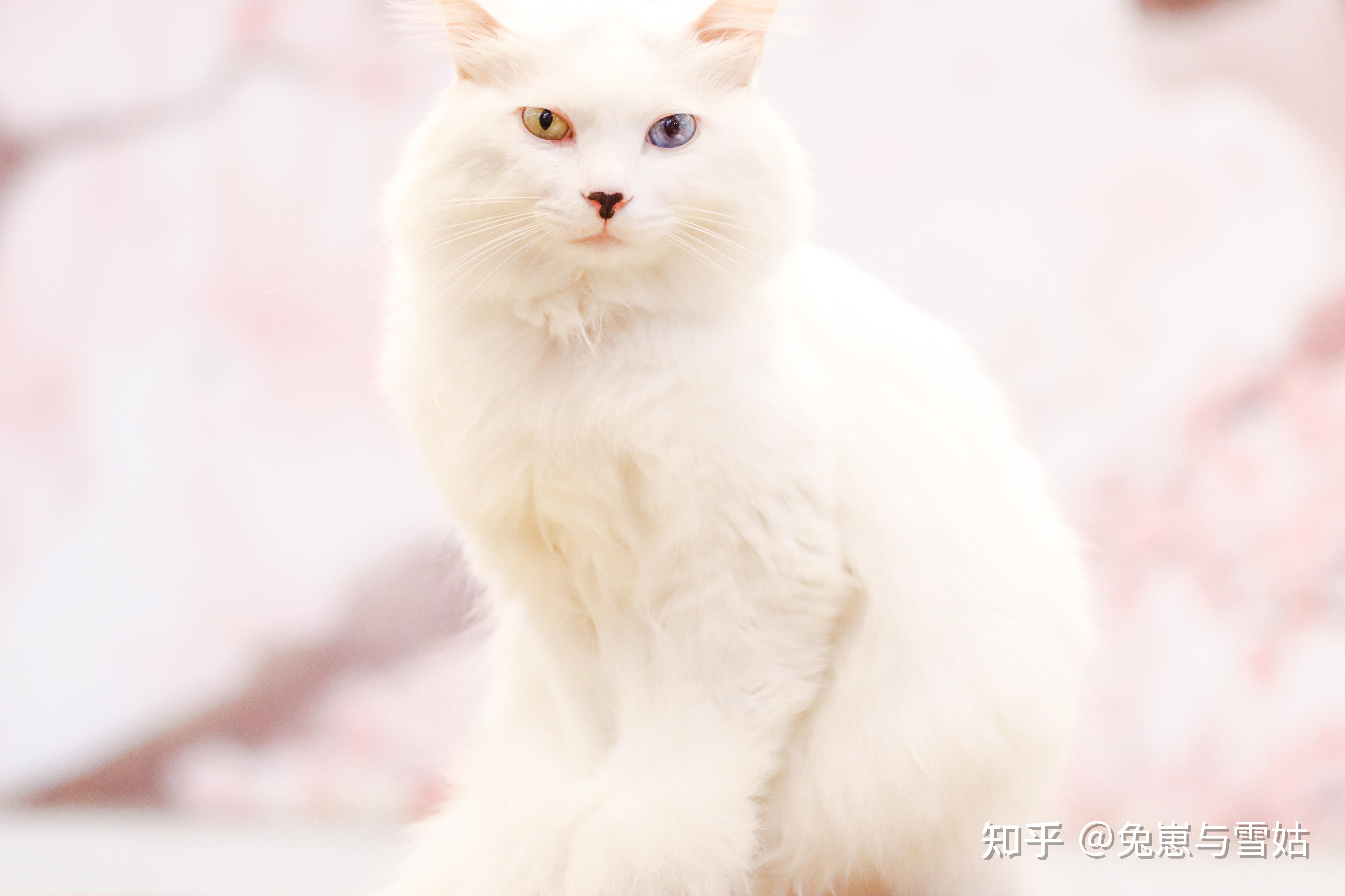 猫咪科普之【异瞳】,附精美剧照!