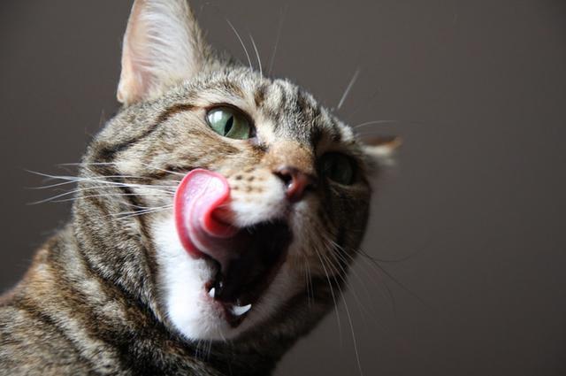 猫咪流口水口臭是怎么回事