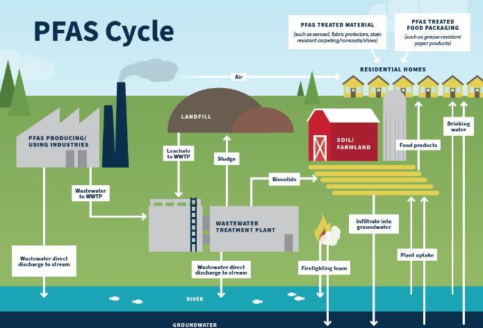 Is Pfas Harmful To Humans