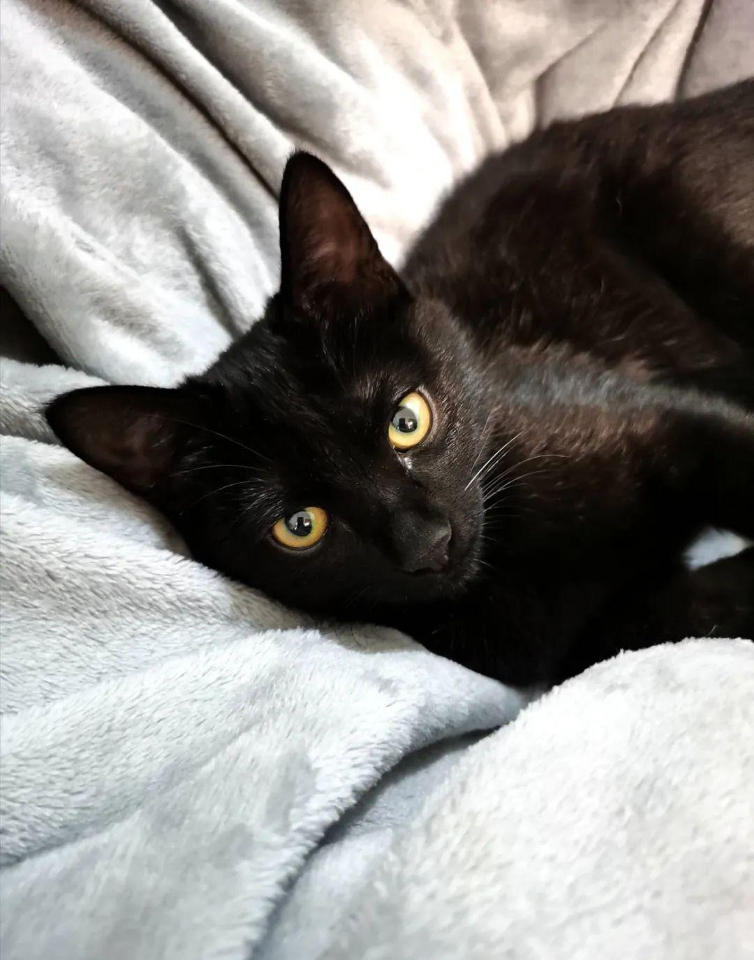 黑猫的颜值有多高看到第一只我就被帅哭了