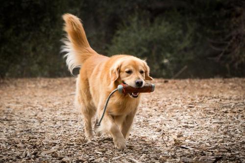 怎么挑选小狗幼犬 v2-ae769659c7e2b888135ff22c1b6cd7d5_1440w.jpg?source=172ae18b