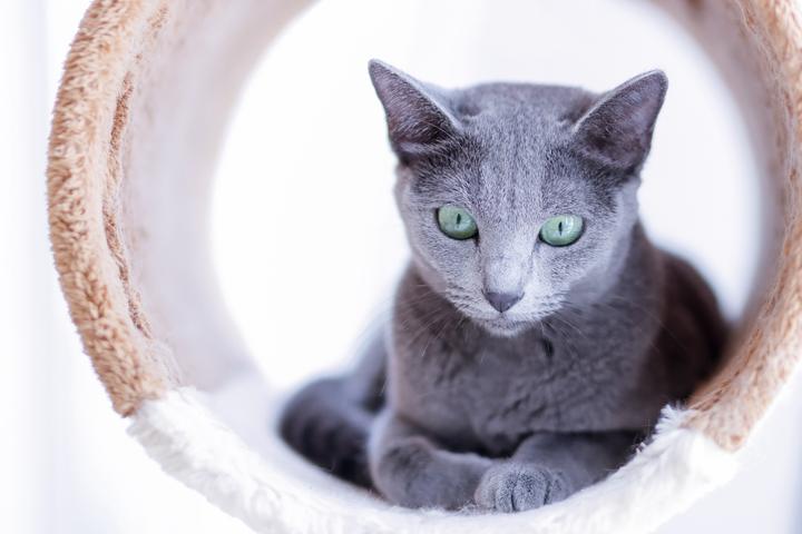 猫奴必看,全世界的猫都给你找全了,附精美猫片! - 知乎