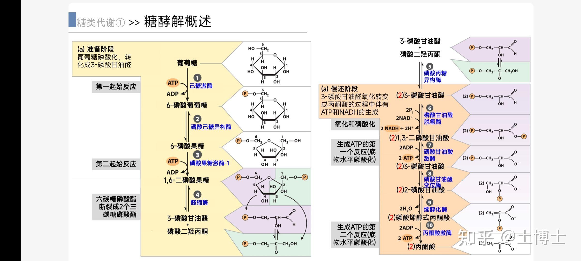 生物化学糖的有氧氧化全过程是啥？ - 知乎