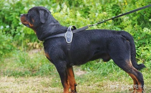 平均价格:2000~1万元平均寿命:12~15年阿富汗猎犬长相漂亮,毛发浓密