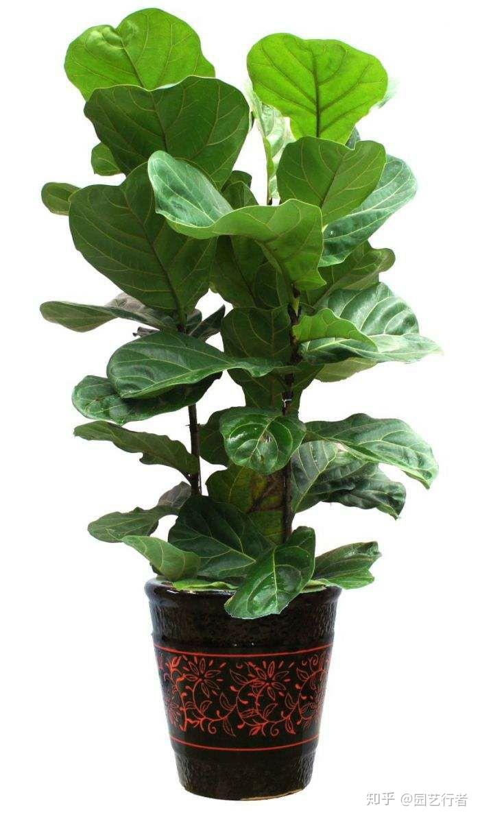 琴叶榕叶子掉光了怎么办?