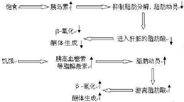 二,生酮饮食的原理