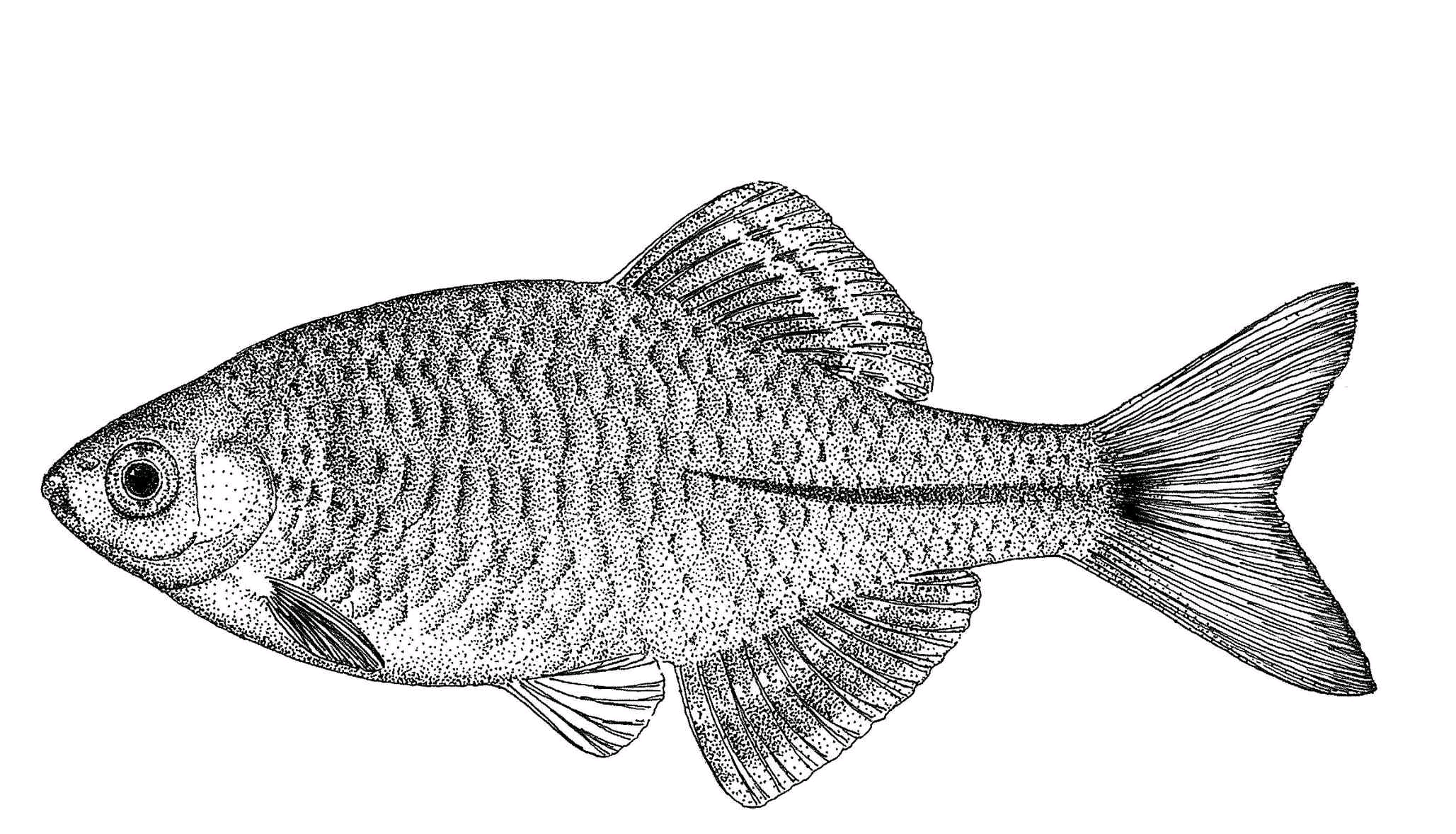 二,石台鳑鲏混养建议:可以混养体型相近的鱼,性情温和饲养环境:暖色系