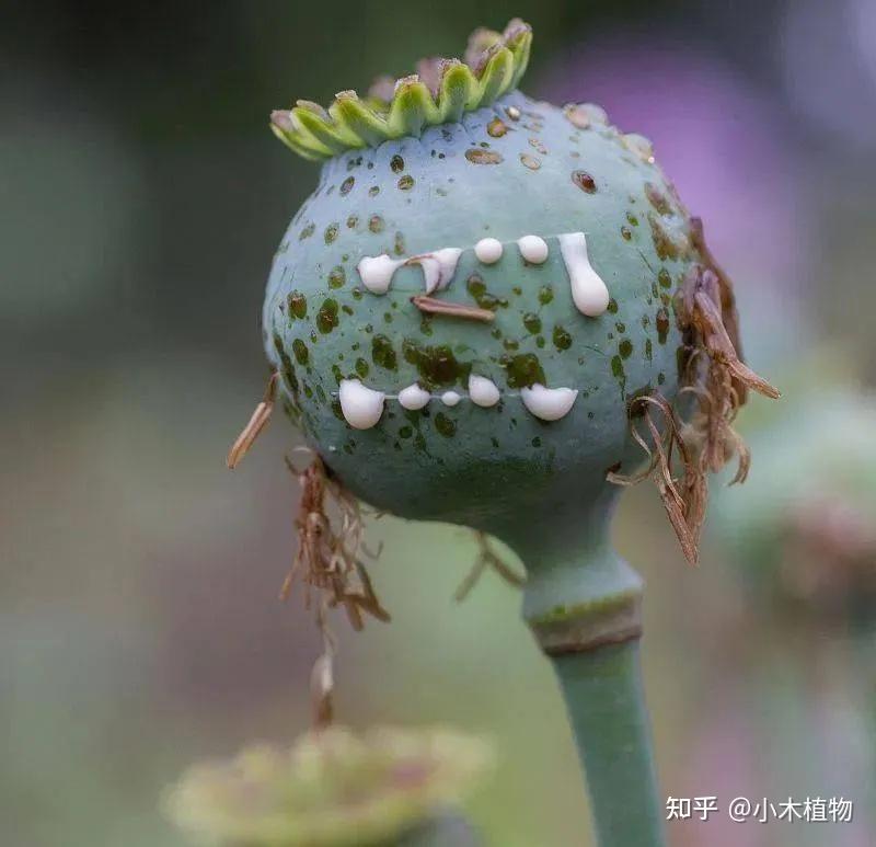 从天使到地狱罂粟植物到底是怎样的一种存在