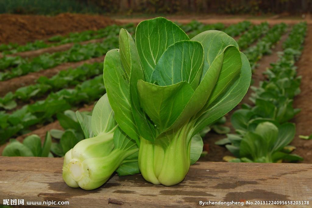 请问榨油用的转基因油菜叶茎青油菜是否能够食用