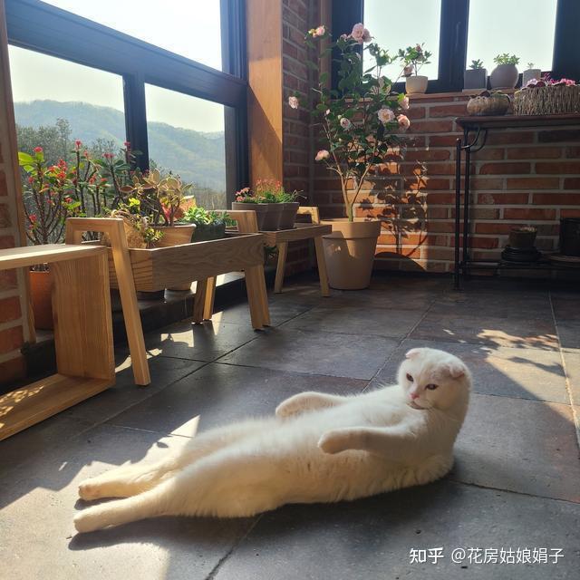为了养花,买下带露台的顶楼,重新改造后,谈谈我的“真实感受” - 知乎