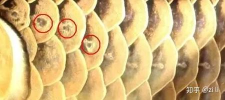 白兰特短鲷不拉鳍_短鲷立鳍_龙纹短鲷为什么叫短鲷之王