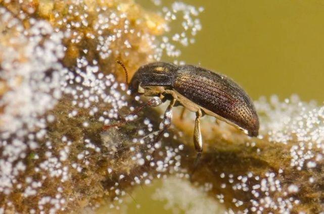 【动物界全系列】叩头虫下目—泥虫总科〈泥甲总科〉 - 知乎