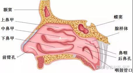 科普 单侧鼻塞 鼻涕带血 要警惕鼻肿瘤 知乎