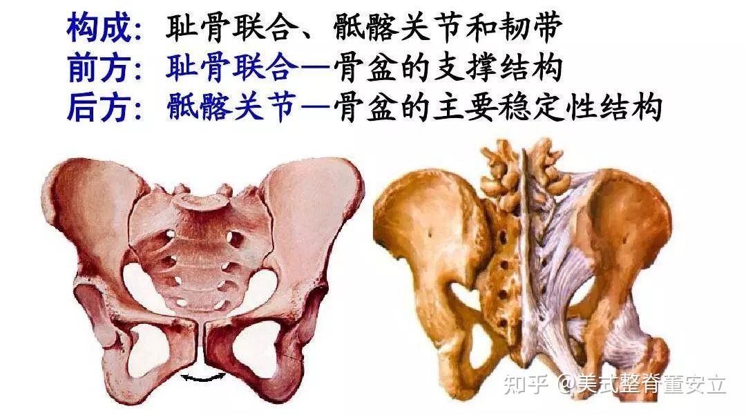 後下中心一寸左右,左右各一個,由骶骨與髂骨的耳狀關節面相對而構成