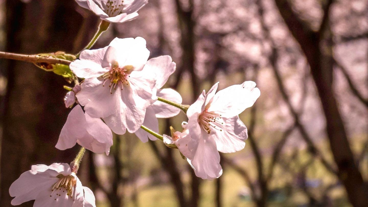 在神奈川 赏一抹春日的樱花 知乎