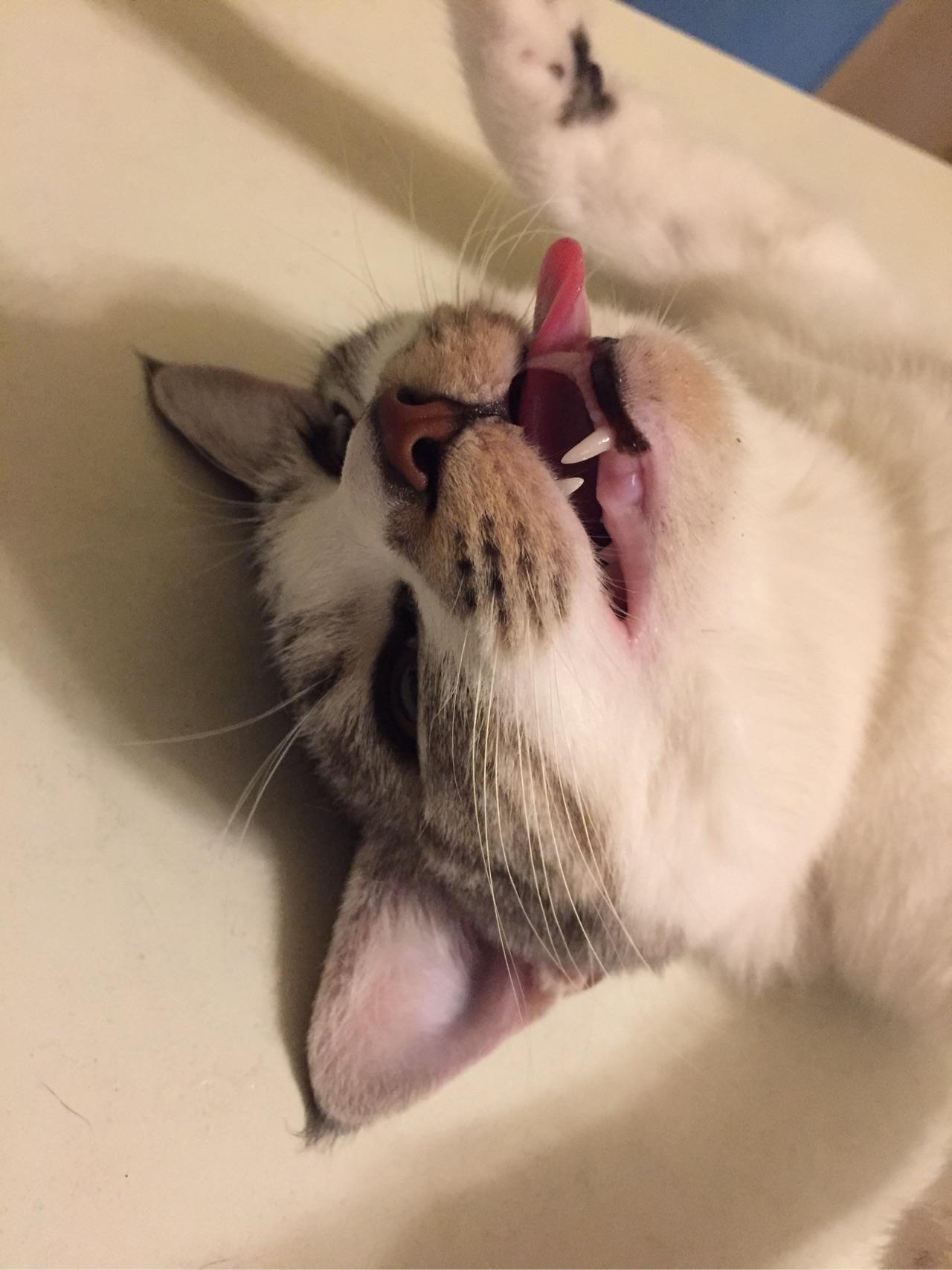 猫绝育后会讨厌主人吗?