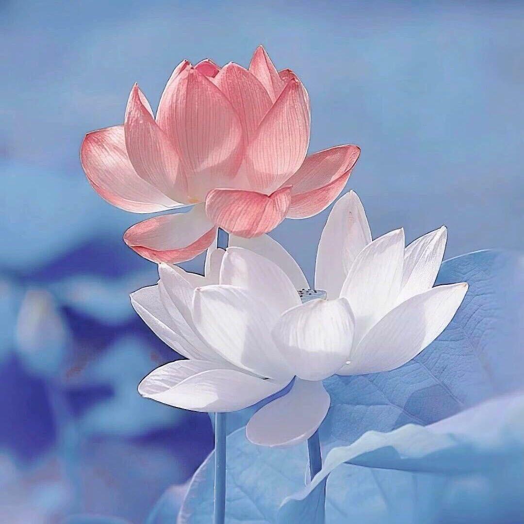 有哪些适合中年人用的头像