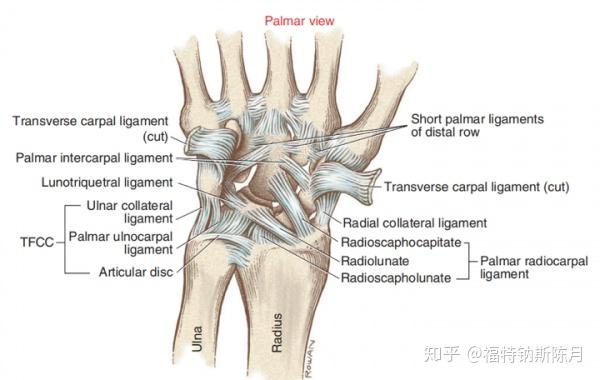 腕和手的功能解剖 知乎