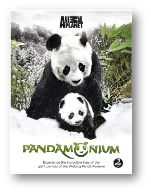 国际生物多样性日大熊猫知多少这部高分纪录片带给你答案