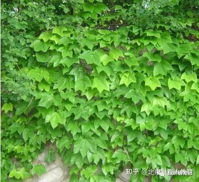 【景观人植物理论系列】藤木类植物 - 知乎