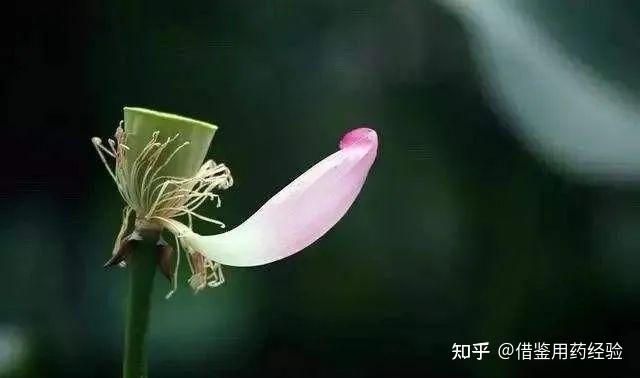 一体多病,完带汤!疏肝、除湿、健脾,多才多艺,说个故事你听听 - 知乎