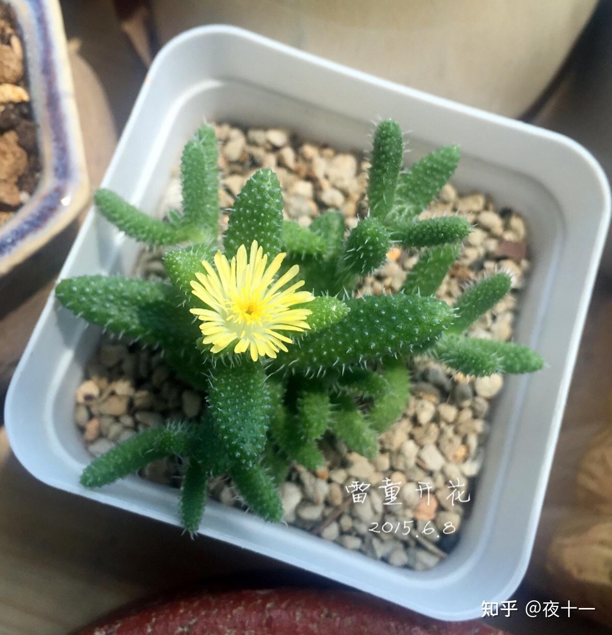 养殖方法特征:学名刺叶露子花,肉质灌木.植株高30厘米左右.