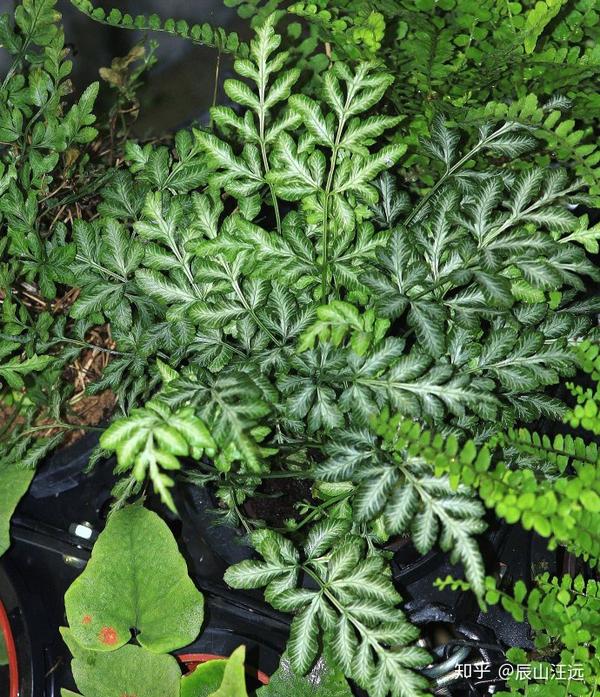 白羽凤尾蕨(pteris ensiformis var. victoriae)