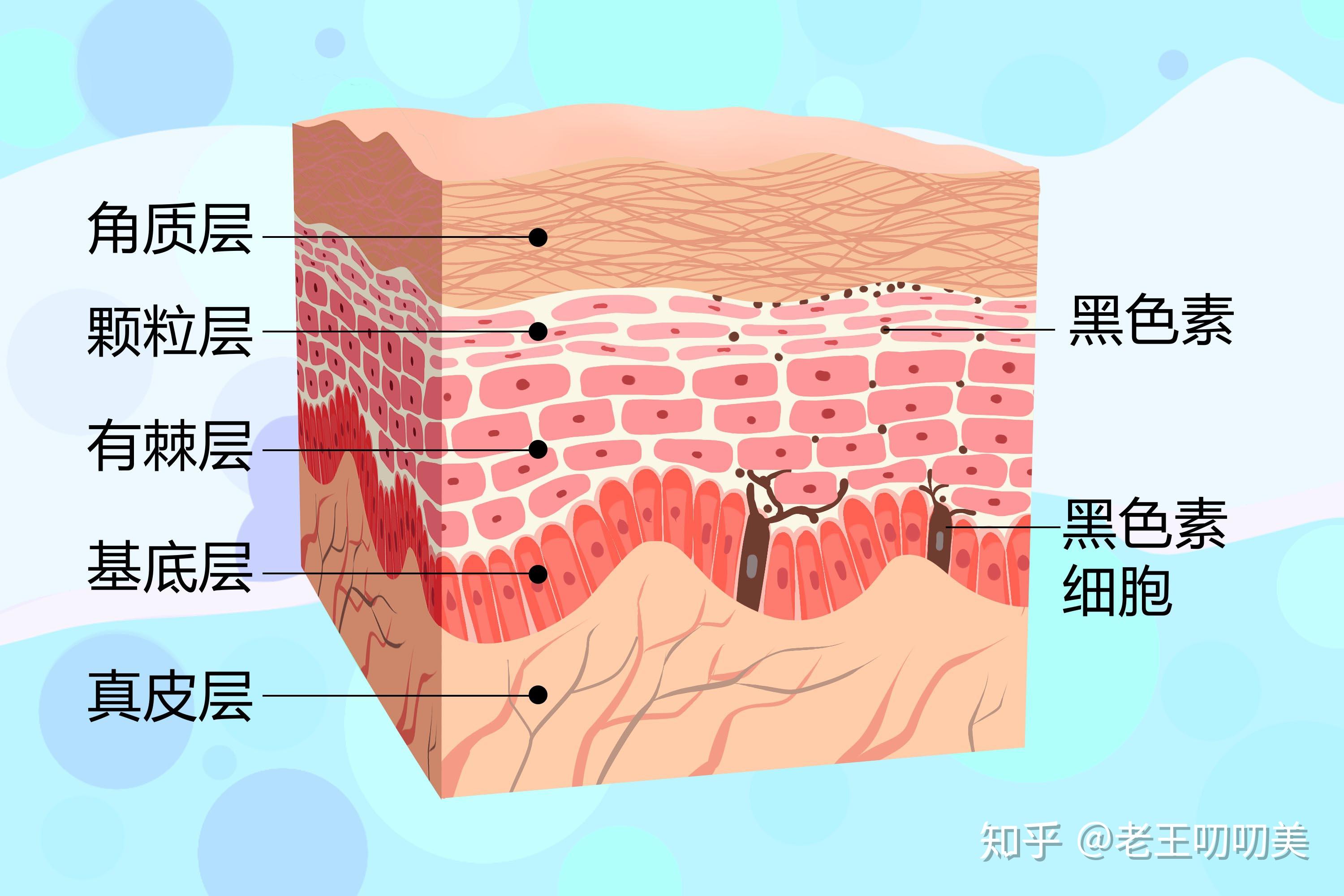 黑色素的多少一定程度上影响了肤色,但不会形成与周围颜色不同的斑点.