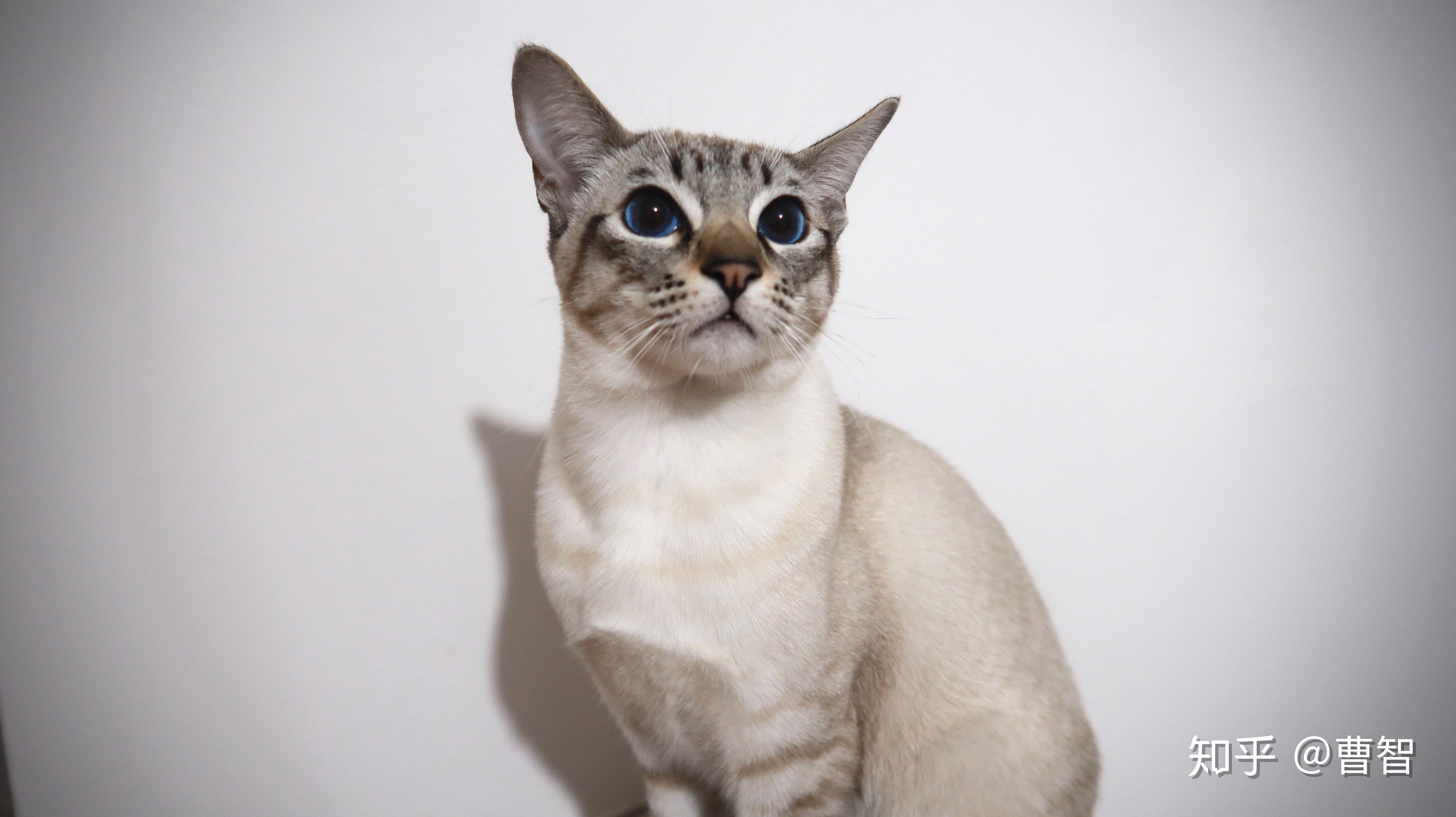 高颜值的虎斑暹罗长什么样? - 知乎