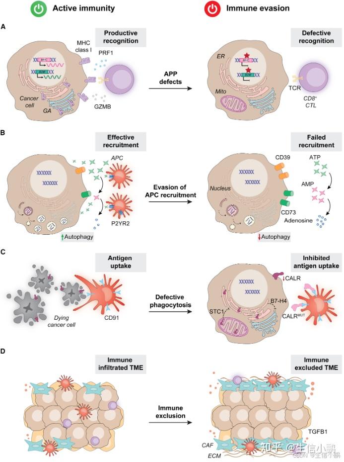 Cancer Cell | 了解癌症免疫逃逸的关键——从三E模型到三C框架 - 知乎