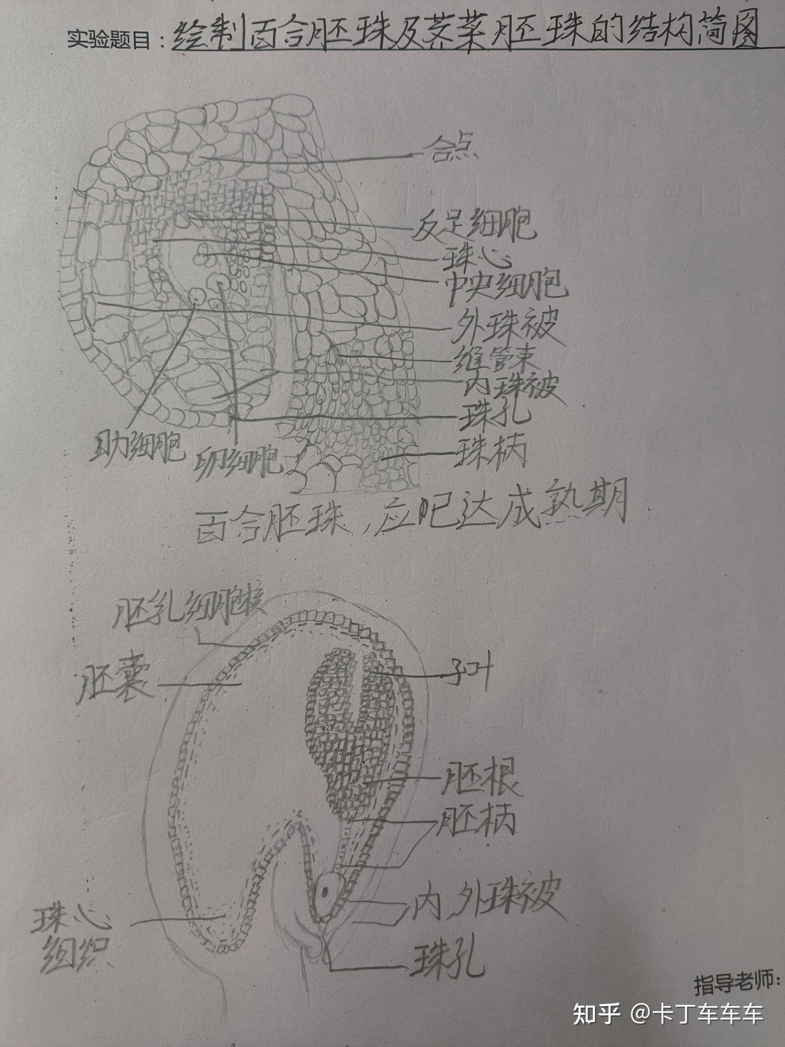 玉米根尖纵切简图图片