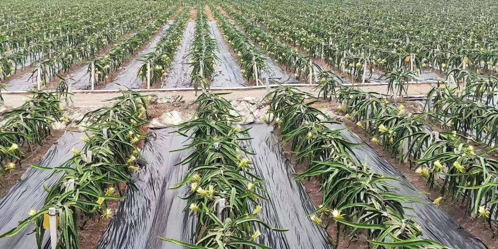 果园行间铺设防草布时,一种是树盘铺设,即只在植物两侧各铺设1m,结合