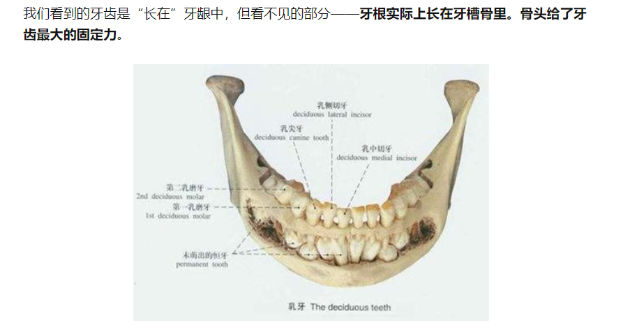 小孩牙齿头骨图片