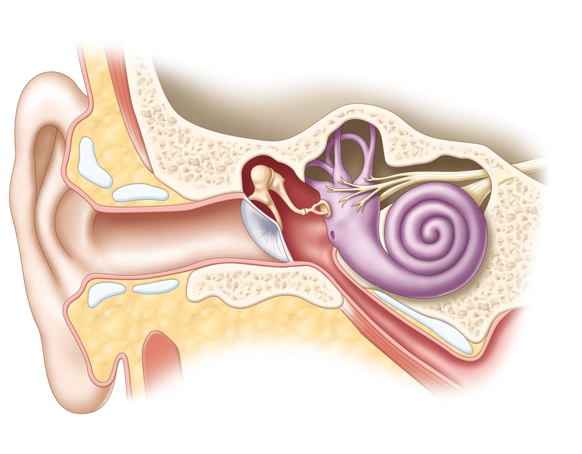 inside of ear        
        <figure class=