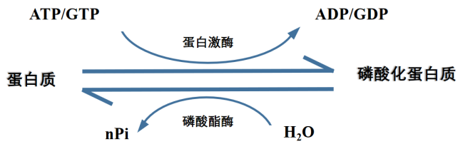 蛋白质修饰大揭秘—磷酸化修饰蛋白质组学 知乎 