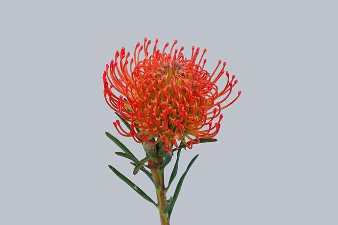 33种花艺常见花材介绍(多图) - 知乎
