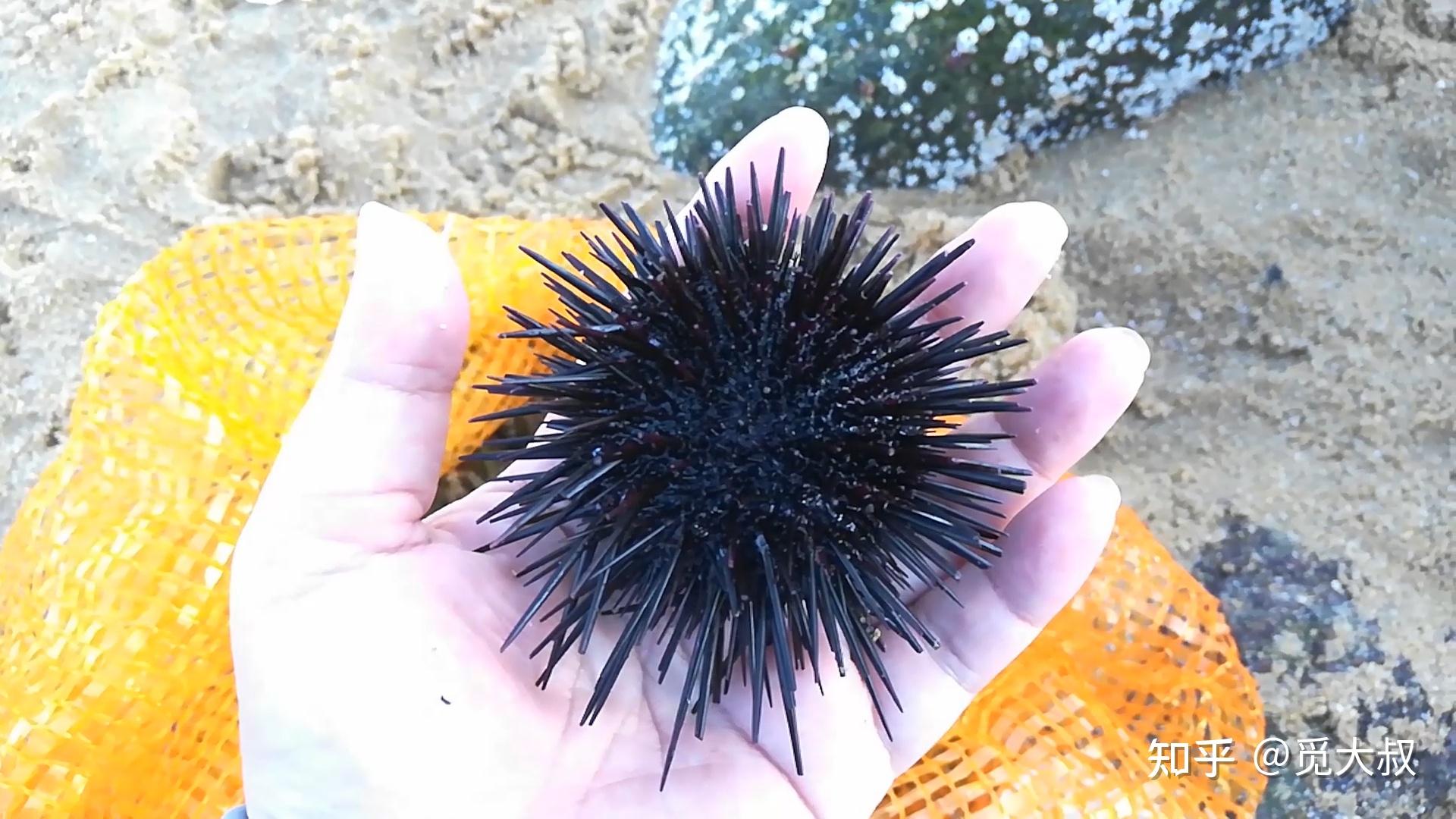 海南三亚旅游海胆蒸蛋没海胆事件背后的海鲜常识海胆为什么没有肉