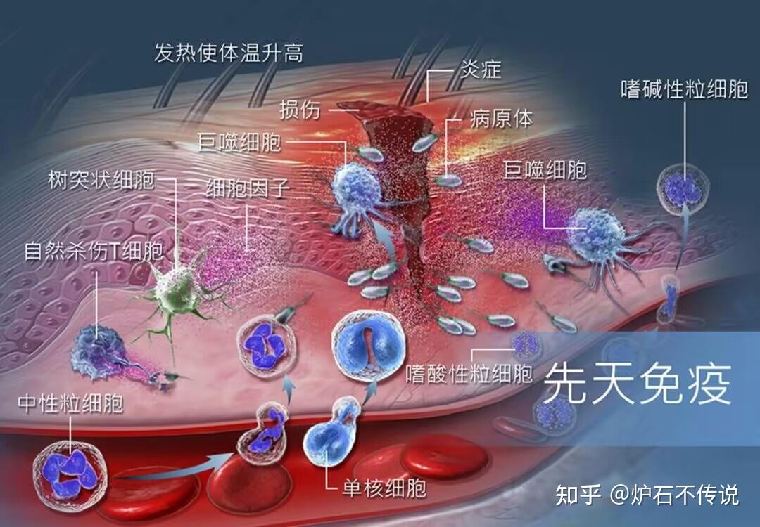 二,人體免疫系統的防線