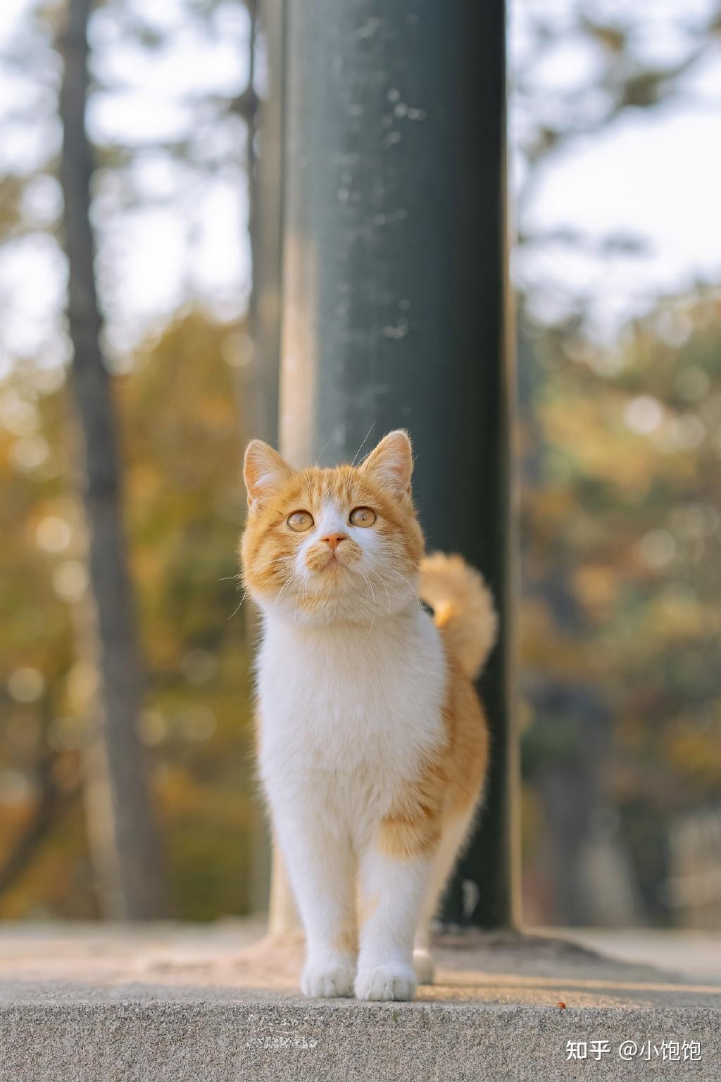 分享一组可爱萌宠秋色猫猫手机壁纸