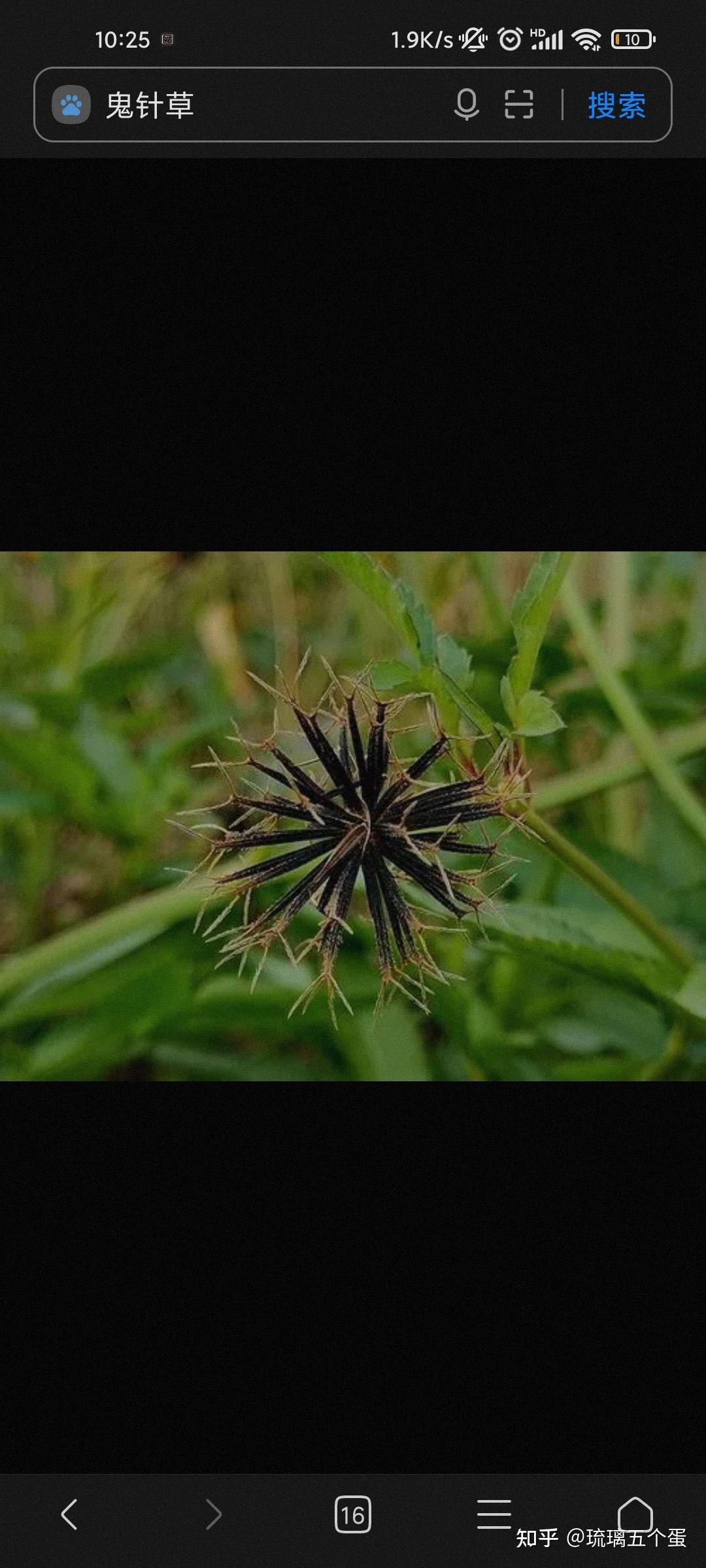 汪曾祺老师经常写到的臭芝麻是什么植物